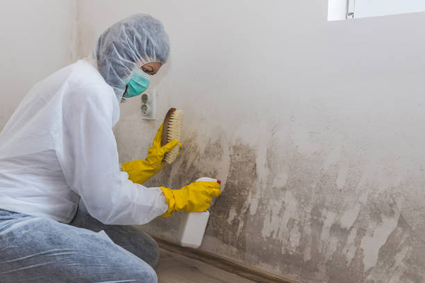 Best Certified Mold Removal  in Mescal, AZ